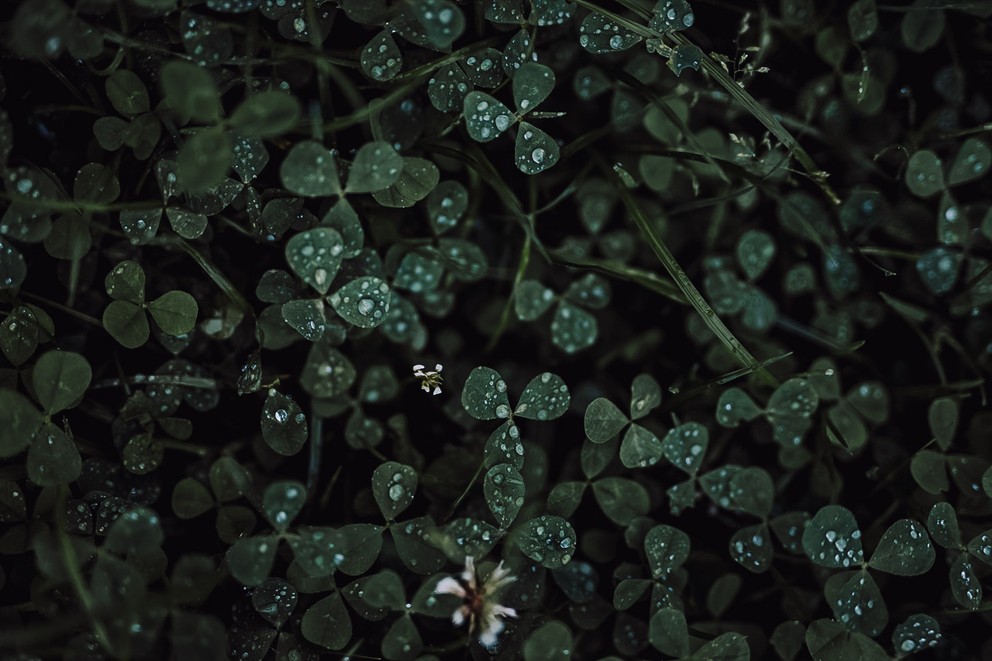 krople deszczu ślub