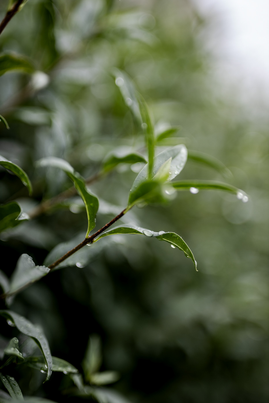 natura krople deszczu