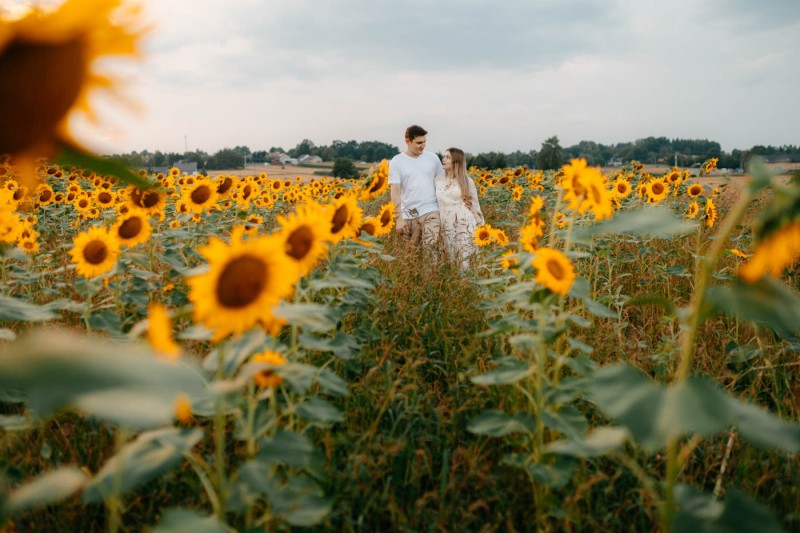 sesja w słonecznikach